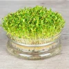 De Bolster Kiemgroenten>Alfalfa - Kiemgroente - 50g - BIO