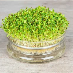 De Bolster Kiemgroenten>Alfalfa - Kiemgroente - 50g - BIO