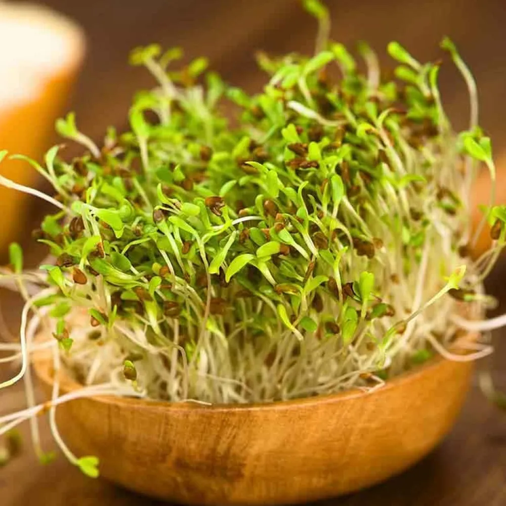 De Bolster Kiemgroenten>Alfalfa - Kiemgroente - 50g - BIO