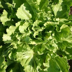 De Bolster Blad- En Stengelgewassen|Groenten>Andijvie 'Nummer Vijf2' - 2g - BIO