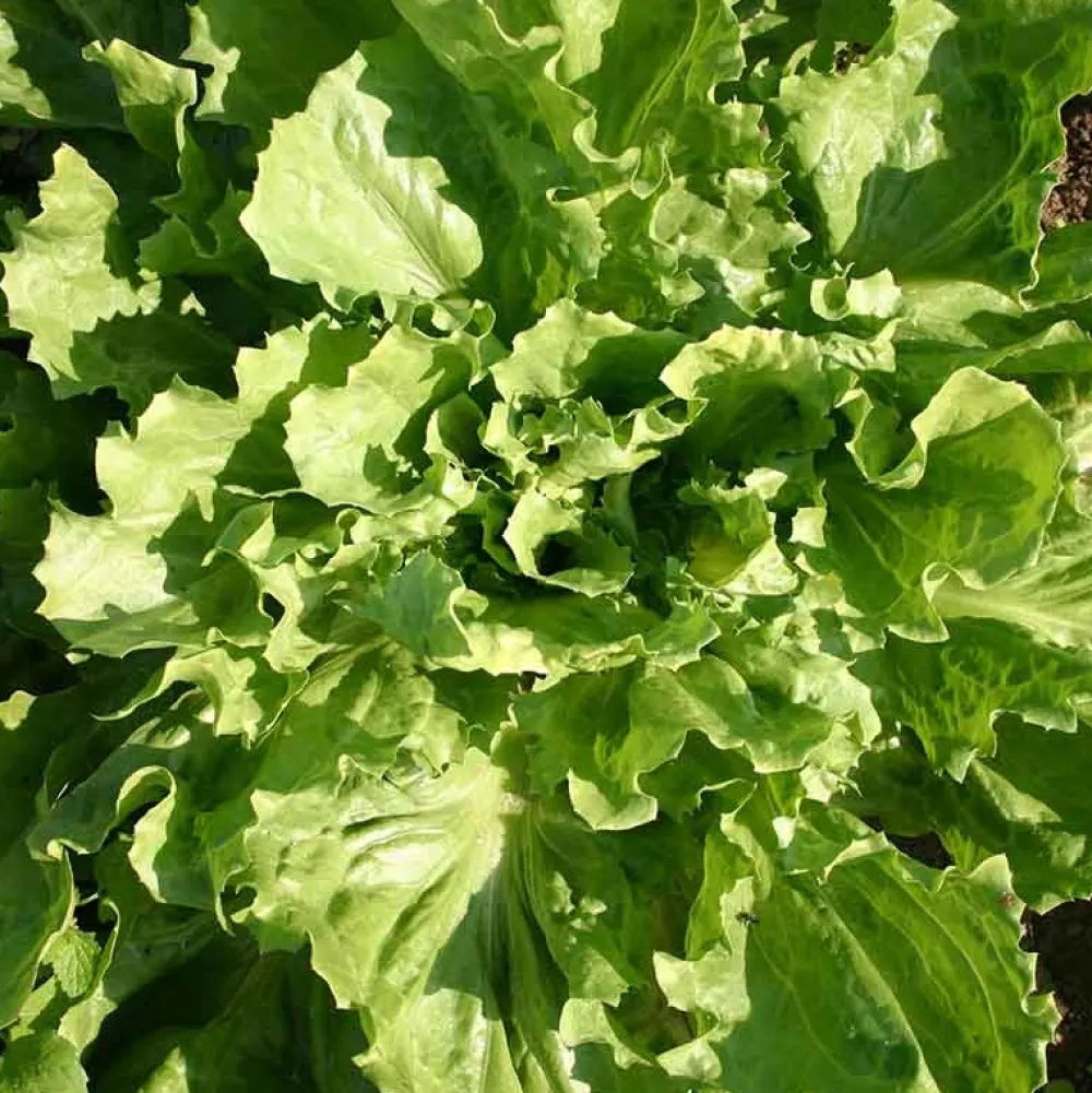 De Bolster Blad- En Stengelgewassen|Groenten>Andijvie 'Nummer Vijf2' - 2g - BIO