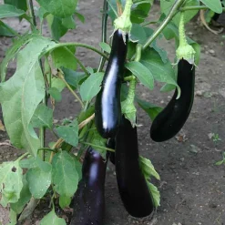 De Bolster Groenten|Vruchtgewassen>Aubergine 'Violetta Lunga 3' - 0,3g - BIO