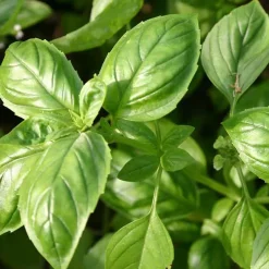 De Bolster Kruiden>Basilicum ‘Genovese’ - 1g - BIO