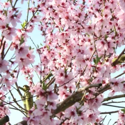Werfzeep Reiniging|Hand- / Lichaamszeep><noscript><img width=
