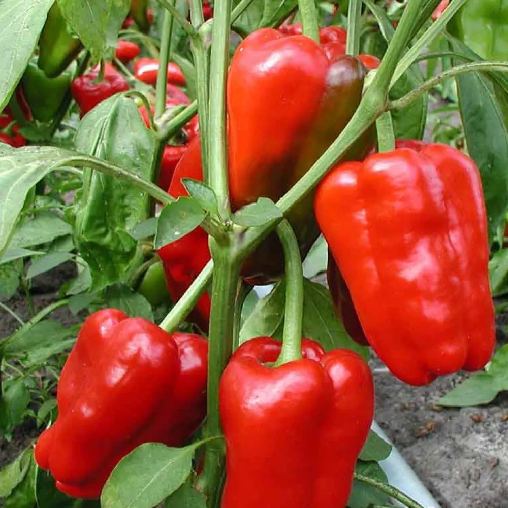 De Bolster Vruchtgewassen|Groenten>Blokpaprika ‘Jubilandska’ - 0,3g - BIO