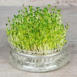 De Bolster Kiemgroenten>Broccolikers - Kiemgroente - 25g - BIO