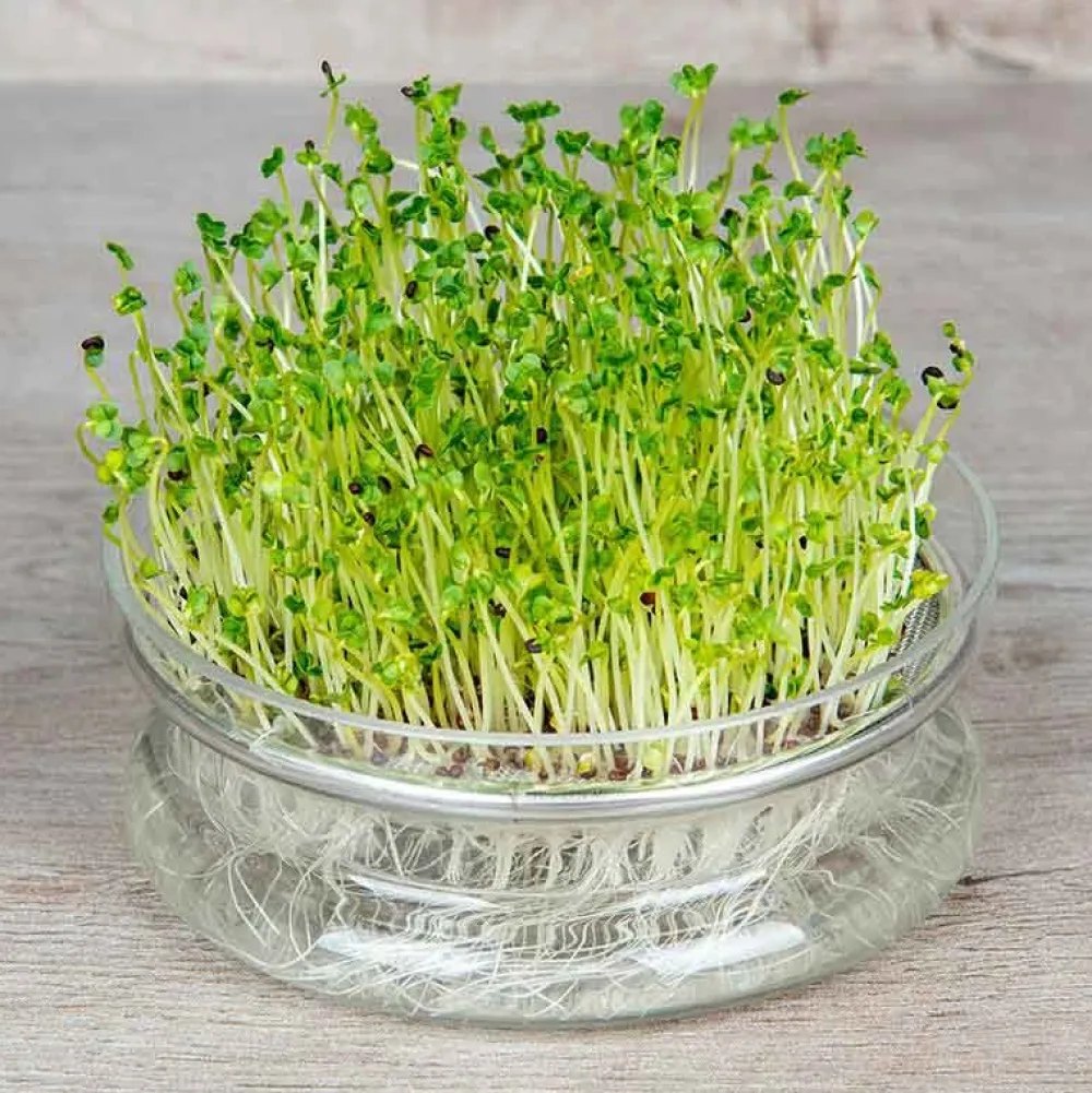 De Bolster Kiemgroenten>Broccolikers - Kiemgroente - 25g - BIO