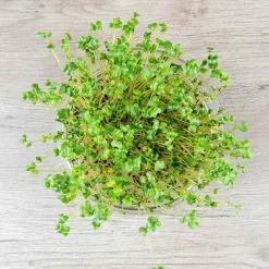 De Bolster Kiemgroenten>Broccolikers - Kiemgroente - 25g - BIO