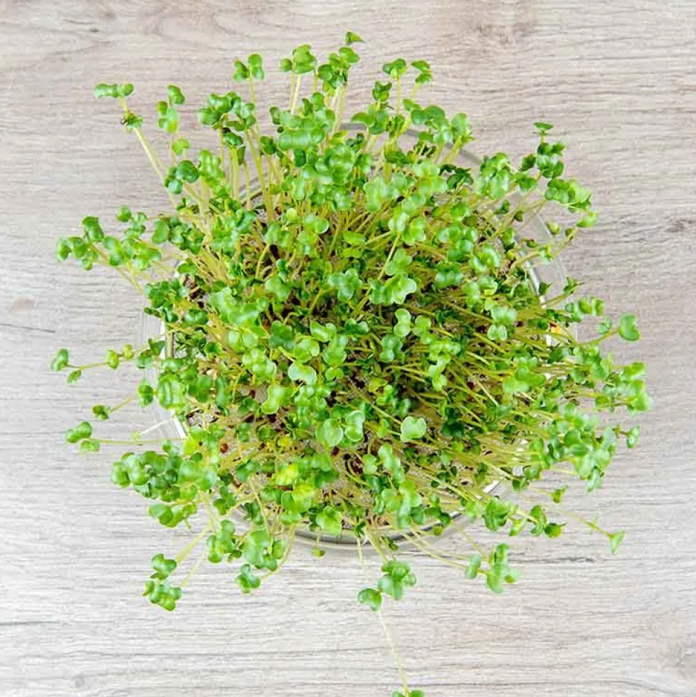 De Bolster Kiemgroenten>Broccolikers - Kiemgroente - 25g - BIO