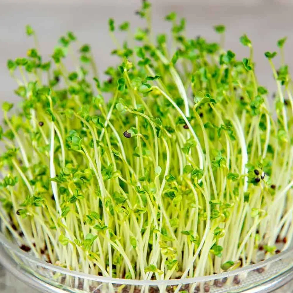 De Bolster Kiemgroenten>Broccolikers - Kiemgroente - 25g - BIO
