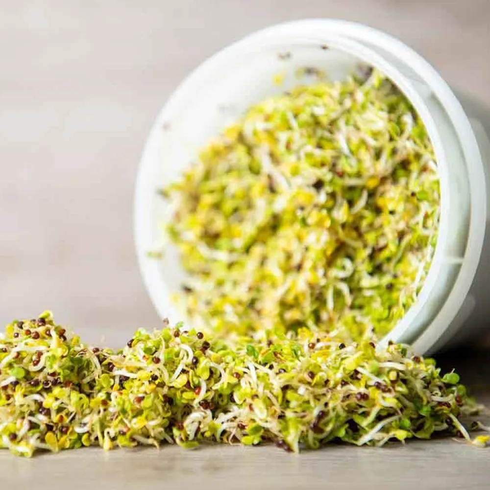 De Bolster Kiemgroenten>Broccolikers - Kiemgroente - 25g - BIO