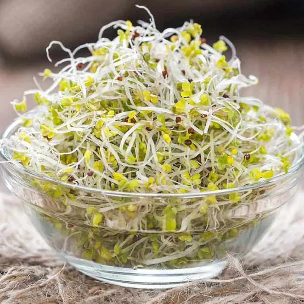 De Bolster Kiemgroenten>Broccolikers - Kiemgroente - 25g - BIO