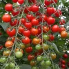De Bolster Vruchtgewassen|Groenten>Cherrytomaat ‘Bartelly F1’ - 10 zaden - BIO