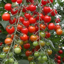De Bolster Vruchtgewassen|Groenten>Cherrytomaat ‘Bartelly F1’ - 10 zaden - BIO
