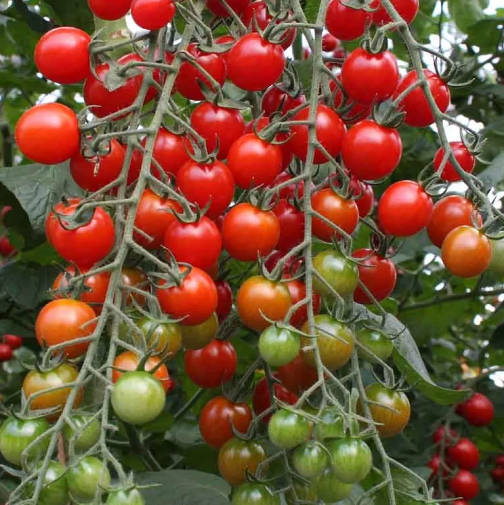 De Bolster Vruchtgewassen|Groenten>Cherrytomaat ‘Bartelly F1’ - 10 zaden - BIO