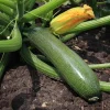 De Bolster Vruchtgewassen|Groenten>Courgette ‘Zucchini’ - 3g - BIO