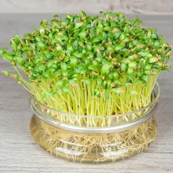 De Bolster Kiemgroenten>Fenegriek - Kiemgroente - 25g - BIO