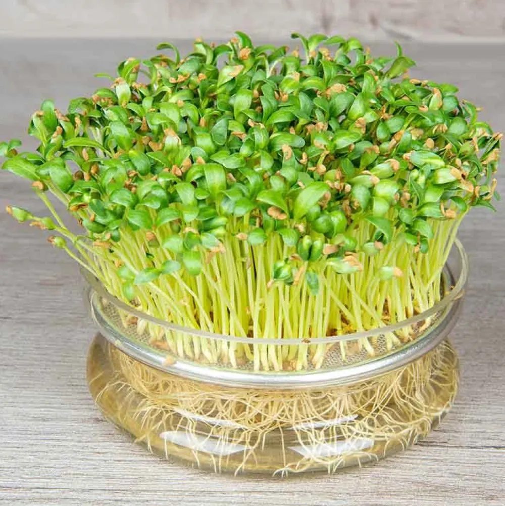 De Bolster Kiemgroenten>Fenegriek - Kiemgroente - 25g - BIO