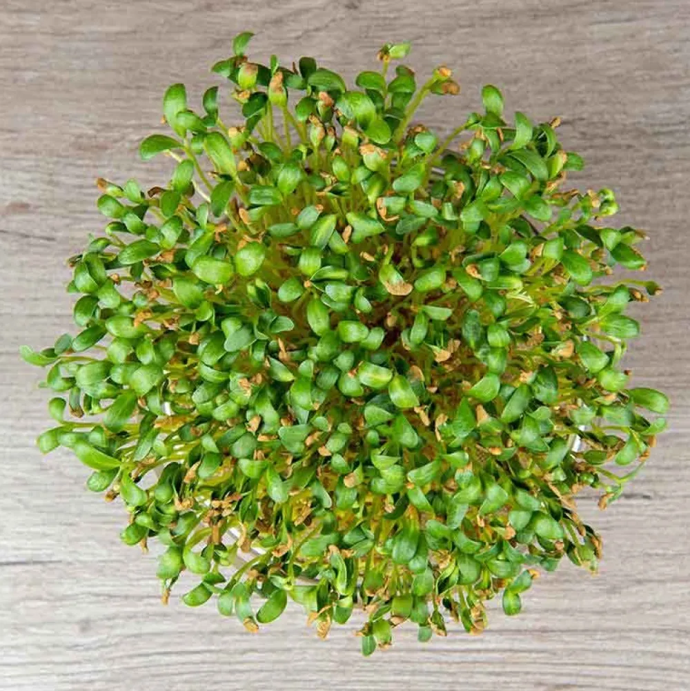 De Bolster Kiemgroenten>Fenegriek - Kiemgroente - 25g - BIO