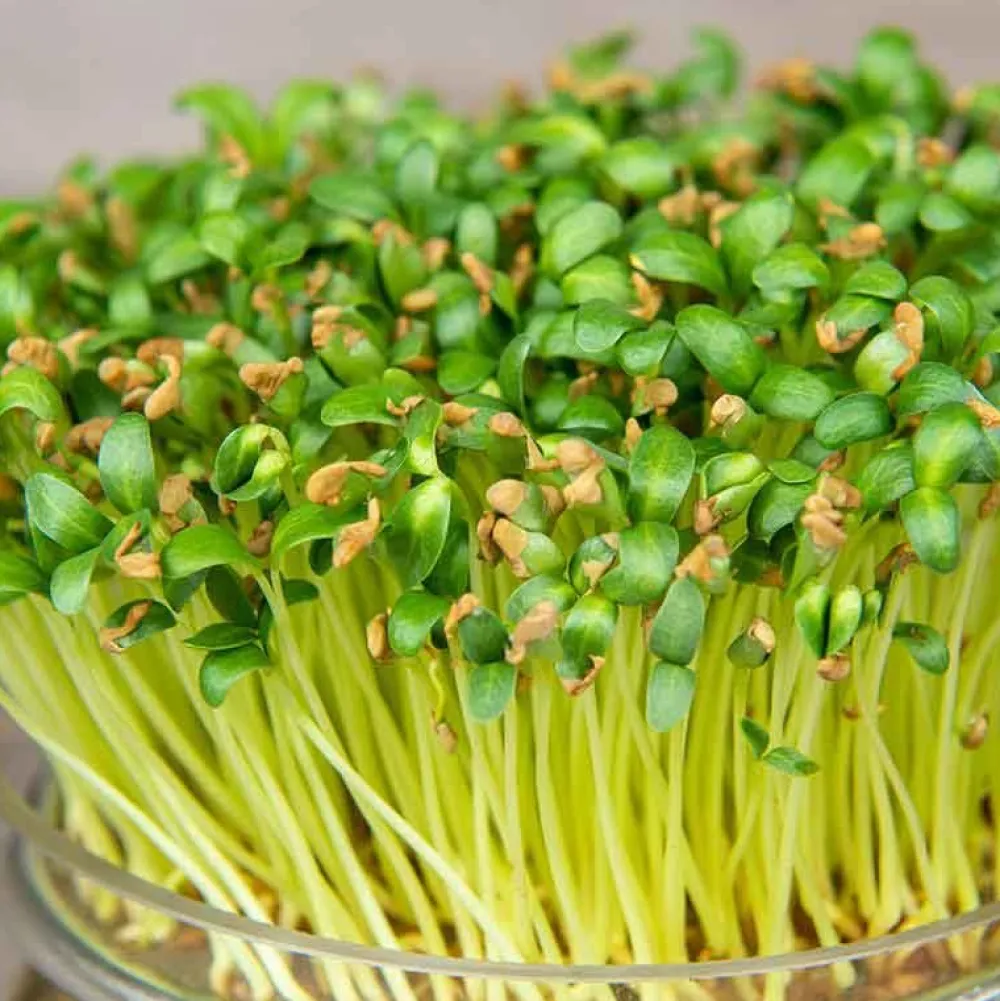 De Bolster Kiemgroenten>Fenegriek - Kiemgroente - 25g - BIO
