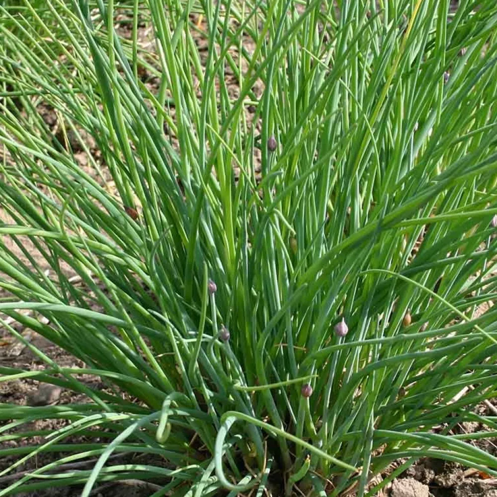 De Bolster Kruiden>Fijne Bieslook - 1g - BIO