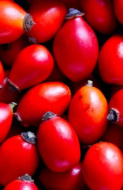 FiordiFrutta Paleo Aip|Fruitspreads>Fruitspread Rozenbottel - BIO