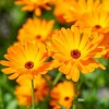De Bolster Bloemen>Goudsbloem - 2g - BIO
