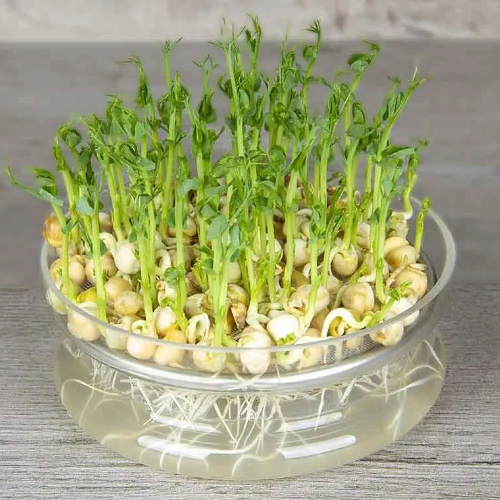 De Bolster Kiemgroenten>Groene Erwt - Kiemgroente - 50g - BIO