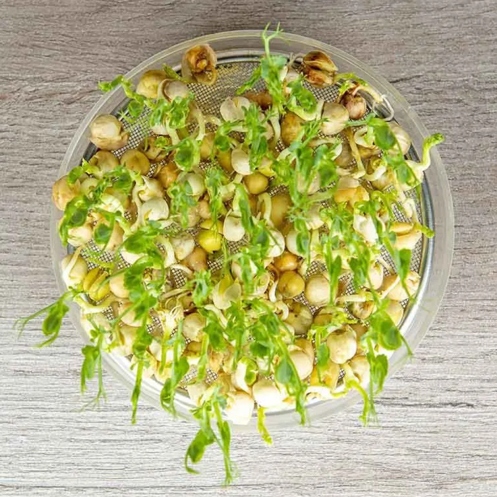 De Bolster Kiemgroenten>Groene Erwt - Kiemgroente - 50g - BIO