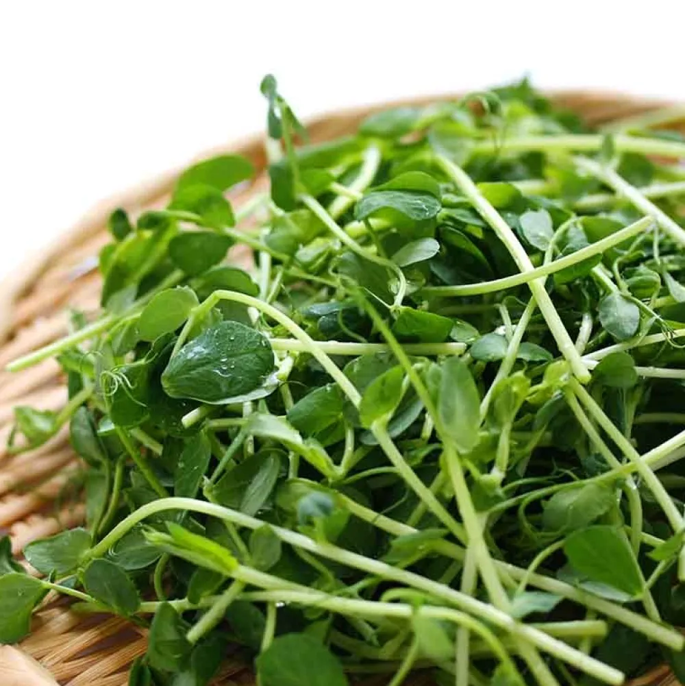 De Bolster Kiemgroenten>Groene Erwt - Kiemgroente - 50g - BIO