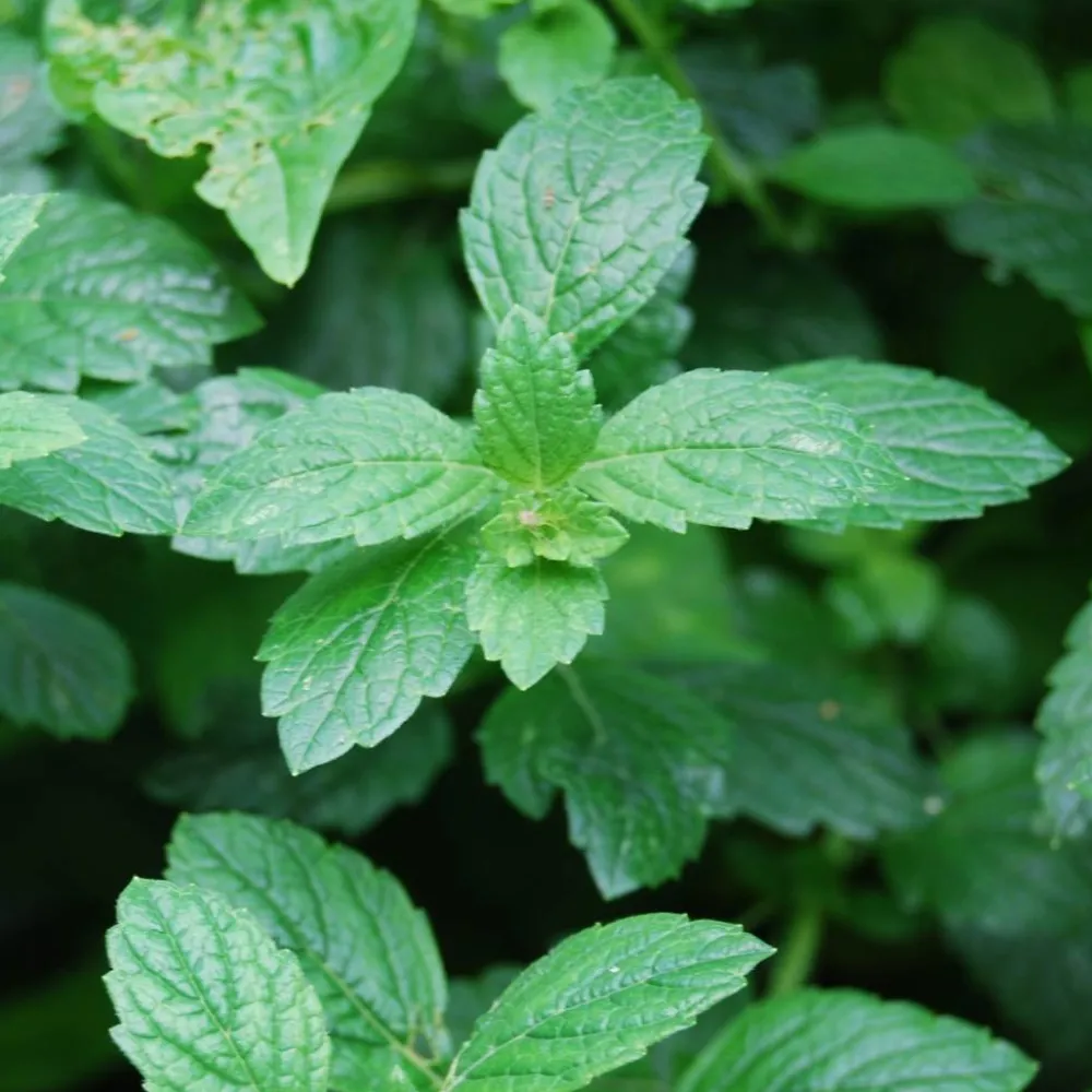 Werfzeep Reiniging|Hand- / Lichaamszeep>Groene kleizeep Biologische Zeep - 100gr