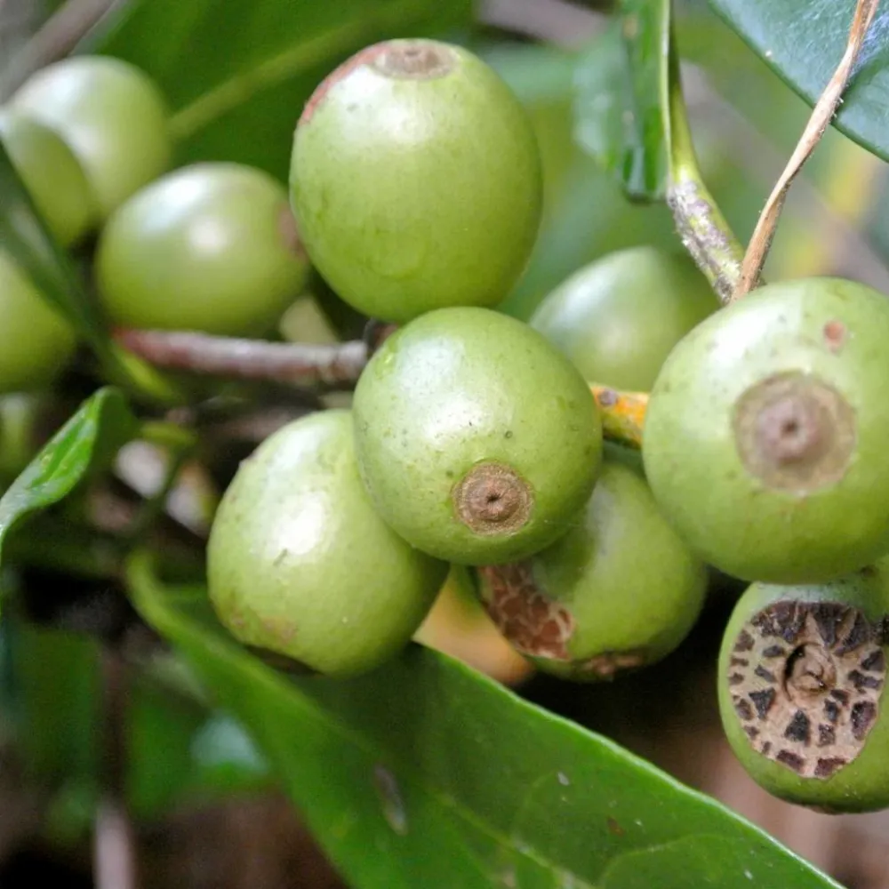 Werfzeep Reiniging|Scrubzeep>Koffiescrub Biologisch / Scrub 100gr