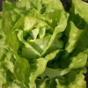 De Bolster Blad- En Stengelgewassen|Groenten>Kropsla ‘Twellose Gele’ - 1g - BIO