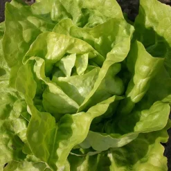 De Bolster Blad- En Stengelgewassen|Groenten>Kropsla ‘Twellose Gele’ - 1g - BIO