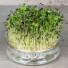 De Bolster Kiemgroenten>Mosterdkers - Kiemgroente - 50g - BIO