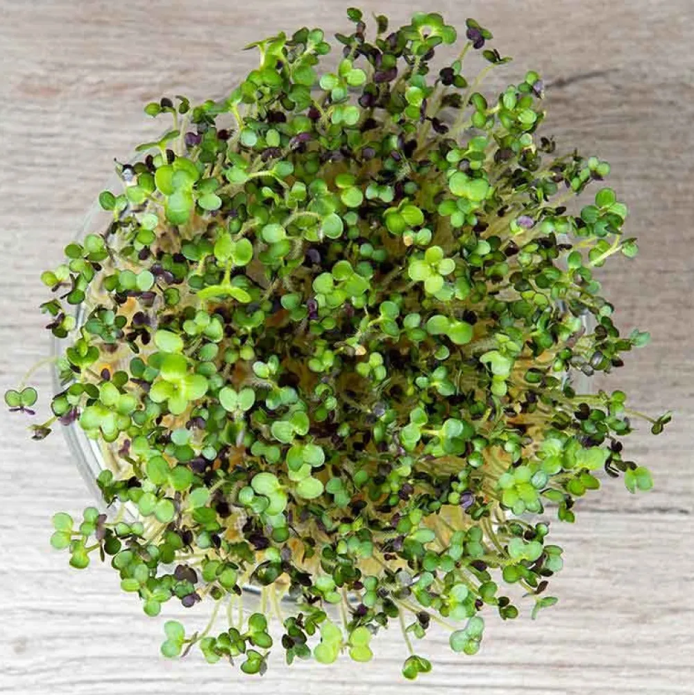De Bolster Kiemgroenten>Mosterdkers - Kiemgroente - 50g - BIO