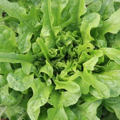 De Bolster Blad- En Stengelgewassen|Groenten>Pluksla ‘Catalogna’ - 1g - BIO
