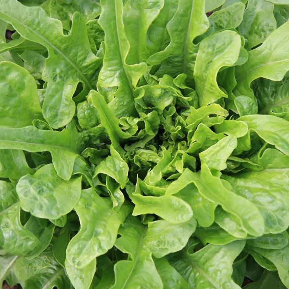 De Bolster Blad- En Stengelgewassen|Groenten>Pluksla ‘Catalogna’ - 1g - BIO