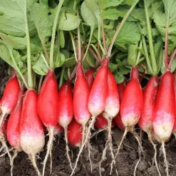 De Bolster Groenten|Wortel- En Knolgewassen>Radijs ‘French Breakfast 2’ - 10g - BIO
