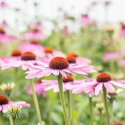 De Bolster Bloemen>Rode Zonnehoed - 1g - BIO