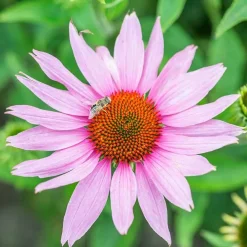 De Bolster Bloemen><noscript><img width=