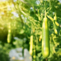 Eco-schuursponsjes Afwassponsjes, Doekjes En Borstels|Afwasborstels, Doekjes En Sponsjes><noscript><img width=