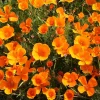 De Bolster Bloemen>Slaapmutsje - Oranje - 1g - BIO