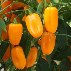De Bolster Vruchtgewassen|Groenten>Snackpaprika 'Radja' - 10 zaden - BIO