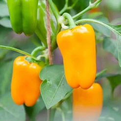 De Bolster Vruchtgewassen|Groenten>Snackpaprika 'Radja' - 10 zaden - BIO