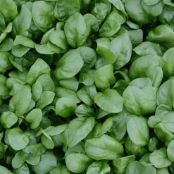 De Bolster Blad- En Stengelgewassen|Groenten>Spinazie ‘Vroeg Reuzenblad’ - 75g - BIO