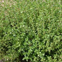 De Bolster Kruiden>Tijm ‘Duitse Winter’ - 0,5g - BIO