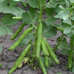 De Bolster Peulvruchten|Groenten>Tuinboon 'Eleonora' - 75g - BIO