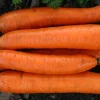 De Bolster Wortel- En Knolgewassen|Groenten>Winterwortel 'Flakkée 2’ - 6g - BIO