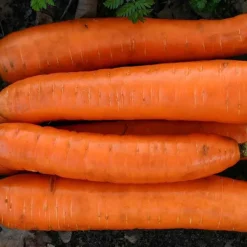 De Bolster Wortel- En Knolgewassen|Groenten>Winterwortel 'Flakkée 2’ - 6g - BIO